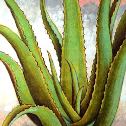 Aloé Vera collection LIN herbier ancien