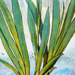 Feuille d'iris collection LIN herbier ancien