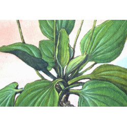 Au bonheur des oiseaux : collection LIN herbier ancien