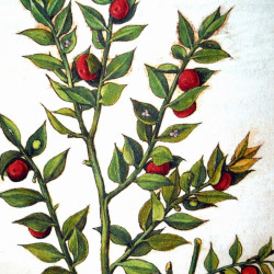 Baies rouges sauvages : collection LIN herbier ancien