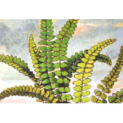 Fougères landaises : collection LIN herbier ancien