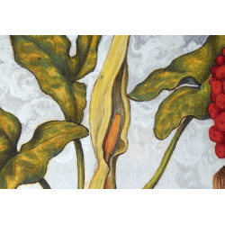 Arum en fleur : collection LIN herbier ancien