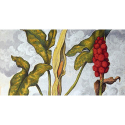 Arum en fleur : collection LIN herbier ancien