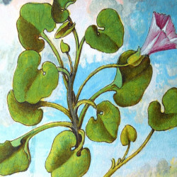 Liseron de mer : collection LIN herbier ancien