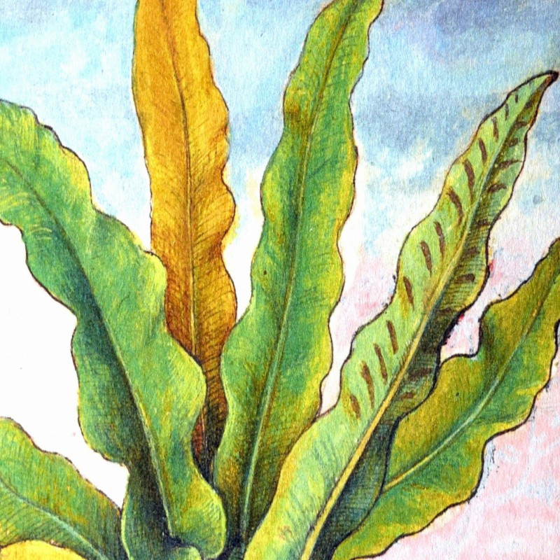 Scolopendre officinal : collection LIN herbier ancien