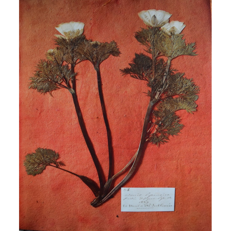 Adonis Vernalis : la plante d'Aphrodite