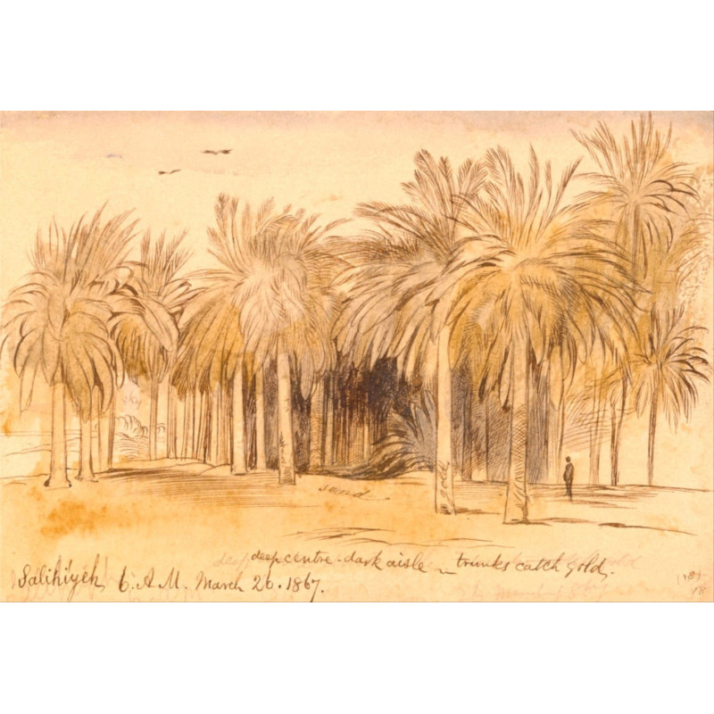 Palmiers dans le désert