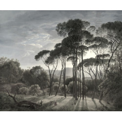 Pins au coucher du soleil