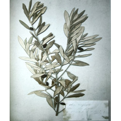 Branche d'olivier