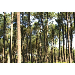 La plus grande forêt d'Europe : COLLECTION LIN LANDES CHALOSSE TURSAN