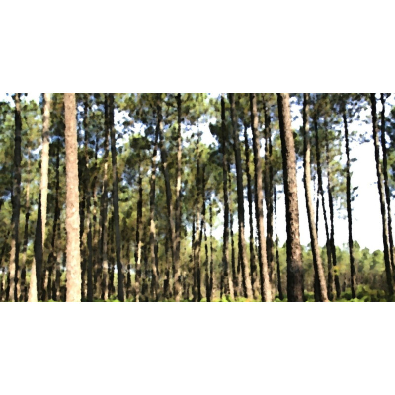 La plus grande forêt d'Europe : COLLECTION LIN LANDES CHALOSSE TURSAN