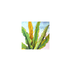 Scolopendre officinal : collection LIN herbier ancien